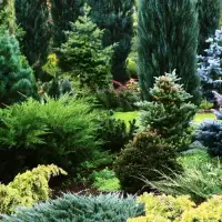 Хвойные растения