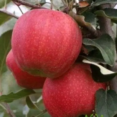 Яблоня ГАЛА ШНИГА в Пинске