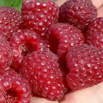 Малина ГИГАНТ РУБИНОВЫЙ в Пинске