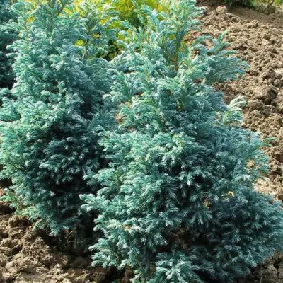 Кипарисовик БУЛЕВАРД горохоплодный в Пинске