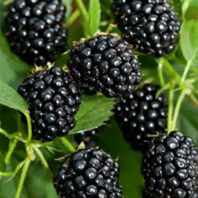 Ежевика КИТАНИНИ бесшипная  в Пинске