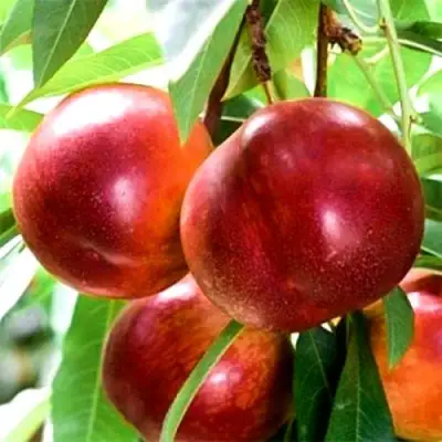 Нектарин СТАРК РЕД ГОЛД в Пинске