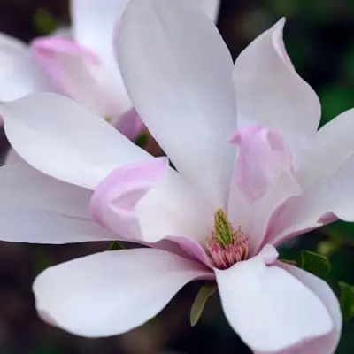 Магнолия ПИНКИ в Пинске