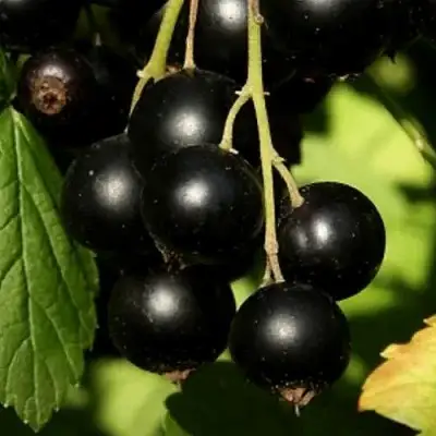 Смородина черная КЛУССОНОВСКАЯ в Пинске