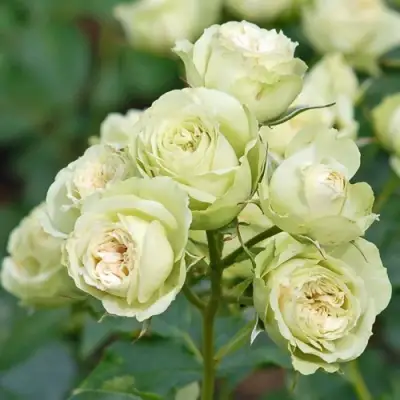 Роза ГРИН ДАЙМОНД миниатюрная в Пинске