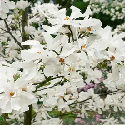 Магнолия ЛЕБНЕРА МЕРРИЛЛ в Пинске