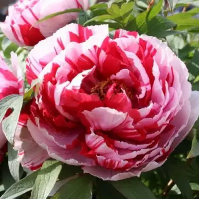 Пион РЕД ВИЗ ПИНК древовидный в Пинске