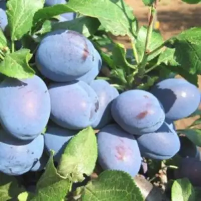 Слива ГИЛЬБЕРТ в Пинске