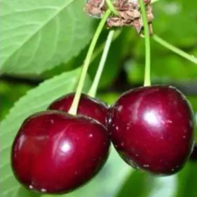 Черешня ВАСИЛИСА в Пинске