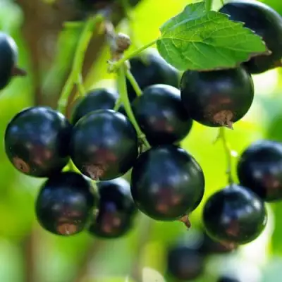 Смородина чёрная ВЕЛОЙ (ЛЕНИНГРАДСКАЯ СЛАДКАЯ) в Пинске