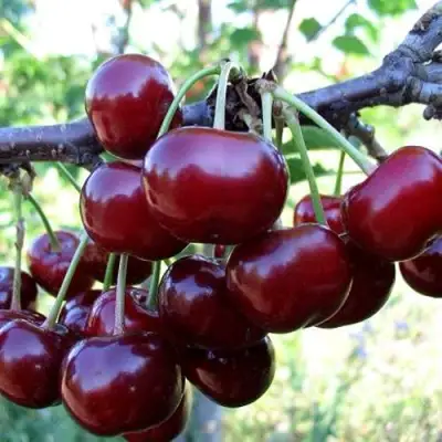 Дюк ЖИВИЦА (ЧЕРЕВИШНЯ) в Пинске