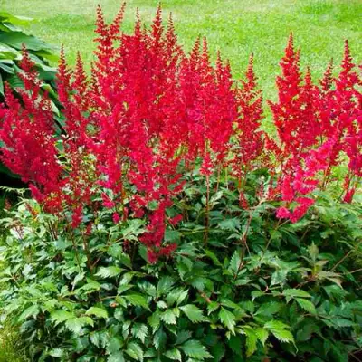 Астильба КОБЛЕНЦ японская в Пинске