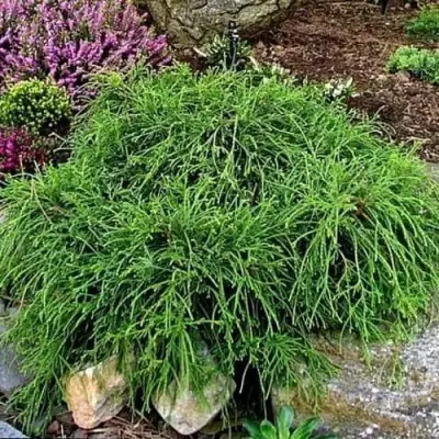 Кипарисовик ФИЛИФЕРА НАНА горохоплодный  в Пинске