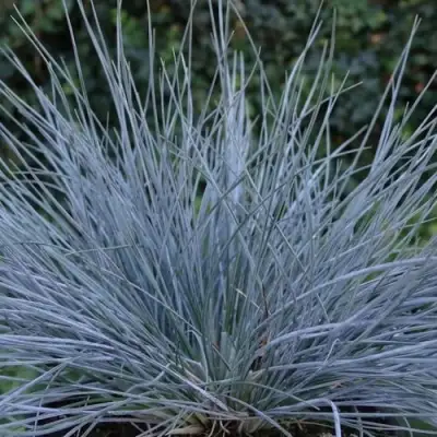 Овсяница АЙСФОГЕЛЬ сизая в Пинске