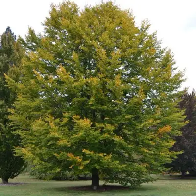 Бук лесной в Пинске