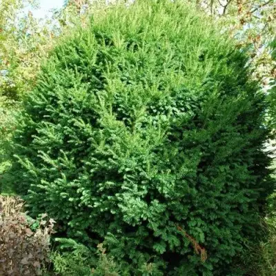 Тис РЕПАНДЕНС ягодный в Пинске