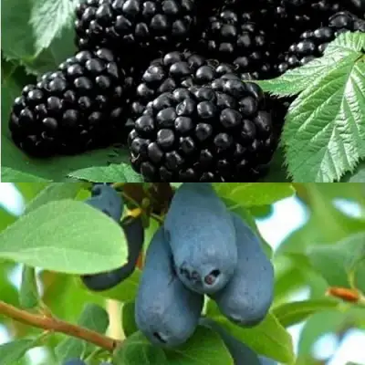 Комплект ЯГОДНЫЙ ДУЭТ в Пинске