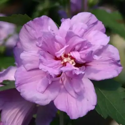 Гибискус АРДЕНС сирийский в Пинске