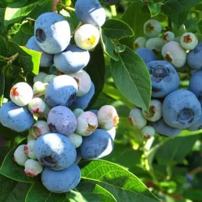 Голубика ДАРРОУ в Пинске