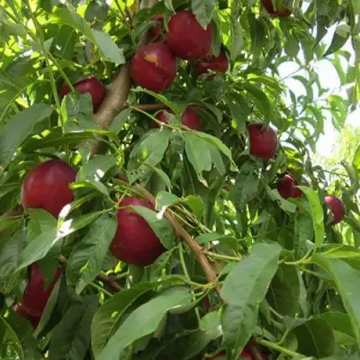 Нектарин ЭКСТРИМ БЬЮТИ в Пинске