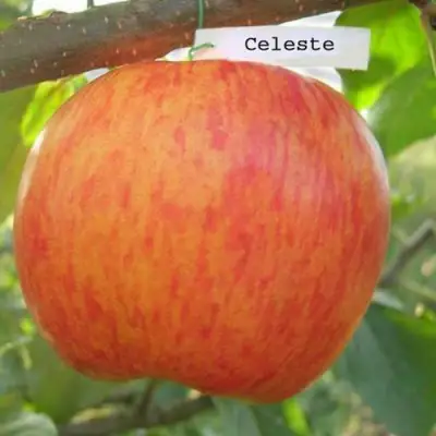 Яблоня ЦЕЛЕСТЕ в Пинске