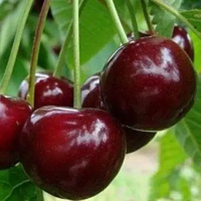 Вишня МИЛАВИЦА в Пинске