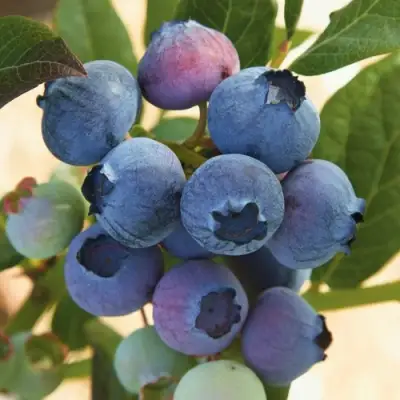 Голубика ОСОРНО в Пинске