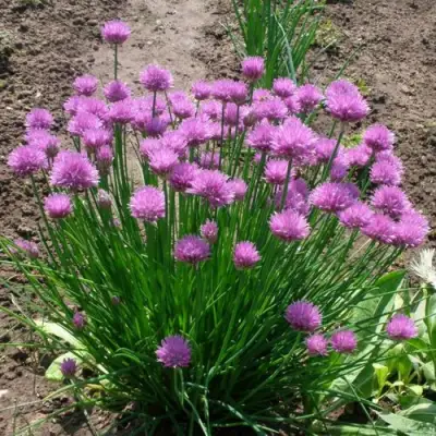 Лук-шнитт в Пинске