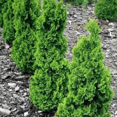 Туя ЗМАТЛИК западная в Пинске