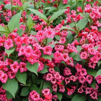 Вейгела БРИСТОЛЬ РУБИ в Пинске