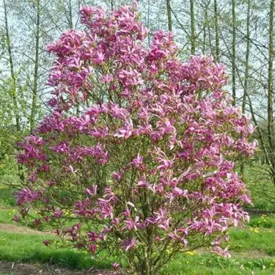 Магнолия СЬЮЗАН в Пинске