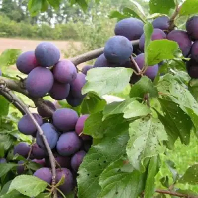 Слива ПЕРДРИГОН в Пинске