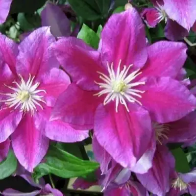 Клематис ХАНИЯ в Пинске