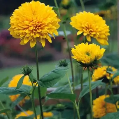 Подсолнечник СОЛЕЙЛ ДЕ ОР в Пинске