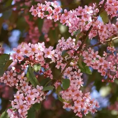 Черемуха КОЛОРАТА в Пинске