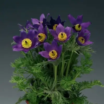 Прострел ПИНВИЛ БЛЮ ШЕЙДЕС в Пинске