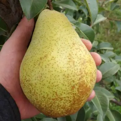 Груша ГЕНЕРАЛ ЛЕКЛЕРК в Пинске