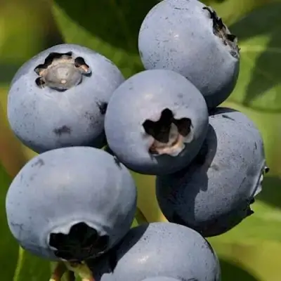 Голубика ЧАНДЛЕР в Пинске