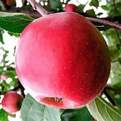 Яблоня КОВАЛЕНКОВСКОЕ в Пинске