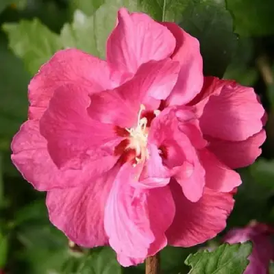 Гибискус ДЮК ДЕ БРАБАНТ сирийский  в Пинске