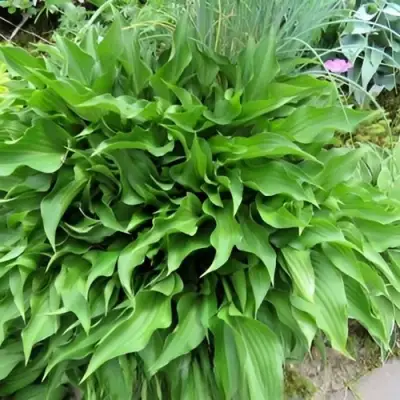 Хоста ГАРРИ ВАН ТРИЕР в Пинске