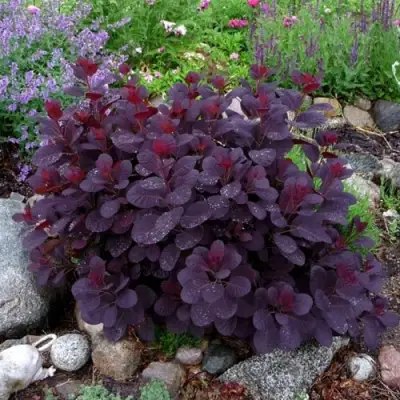 Скумпия РОЯЛ ПЕРПЛ кожевенная в Пинске