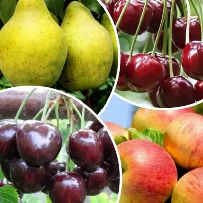 Комплект НАСЛАЖДЕНИЕ в Пинске