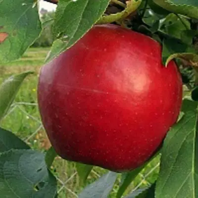 Яблоня РЕДФРИ в Пинске