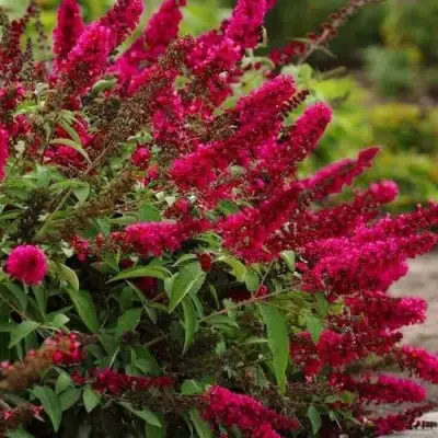 Буддлея давида РОЯЛ РЕД в Пинске