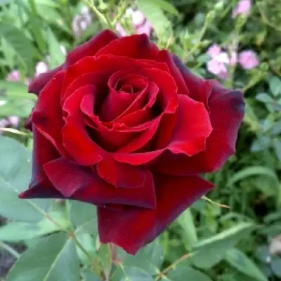 Роза ТАБУ чайно-гибридная в Пинске