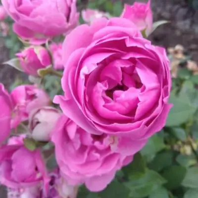 Роза МИСТИ БАБЛС спрей в Пинске