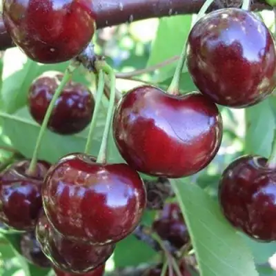 Вишня ЖАДАНА в Пинске