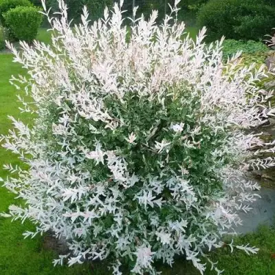 Ива ХАКУРО НИШИКИ в Пинске