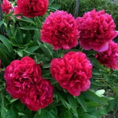 Пион БЕЛГРАВИЯ травянистый в Пинске